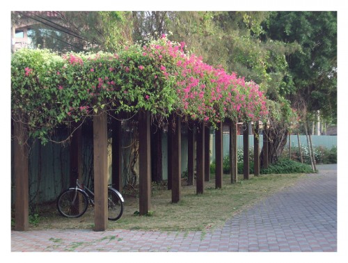 嘉義縣新港鄉月眉國小百年校慶--校園采風